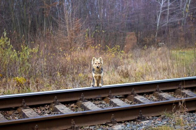 Hond die op de spoorweg staat en op zijn meester wacht