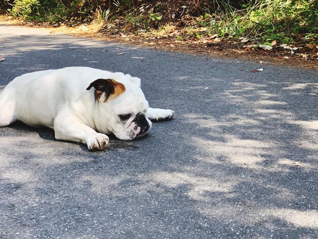 Foto hond die op de weg ligt