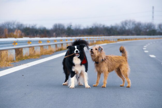 Foto hond die op de weg loopt in de stad