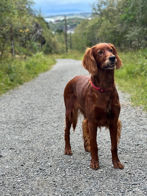 Foto hond die op de weg loopt