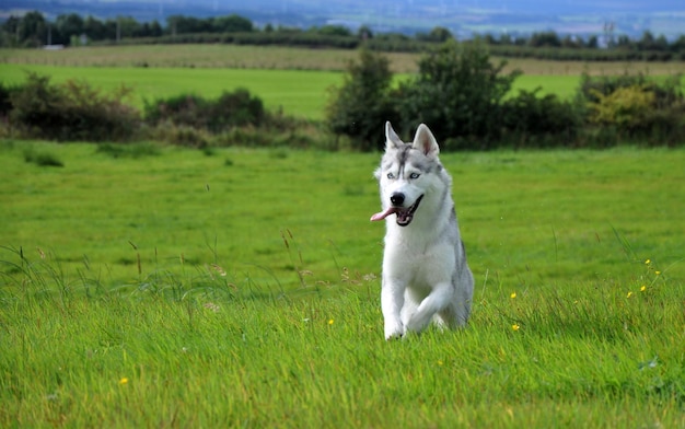 Hond die op een grasveld loopt