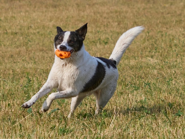 Hond die op een grasveld rent