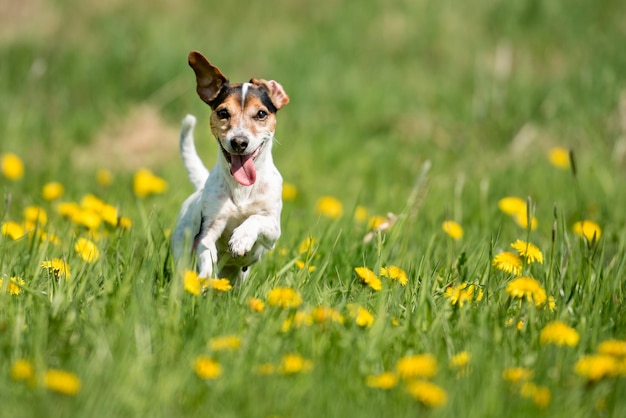 Hond die op een grasveld rent