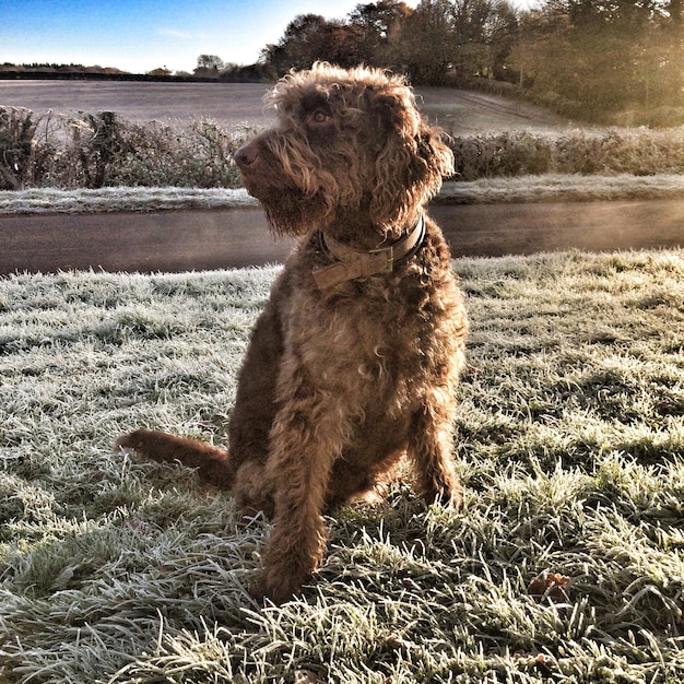 Foto hond die op een grasveld zit