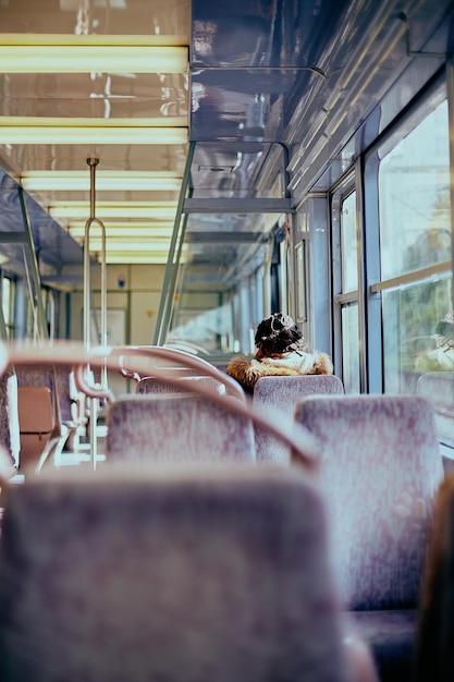 Hond die op een stoel in de trein zit