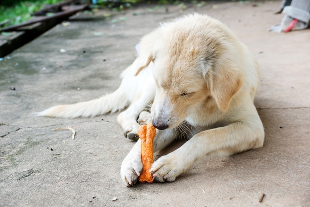 Hond die op een vloer ligt en aan een been knaagt