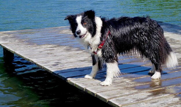 Foto hond die op het dek bij het meer staat