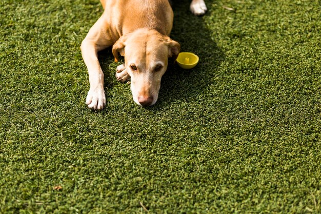 Foto hond die op het gras ligt.