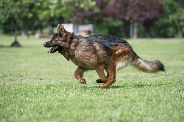 Hond die op het gras loopt.
