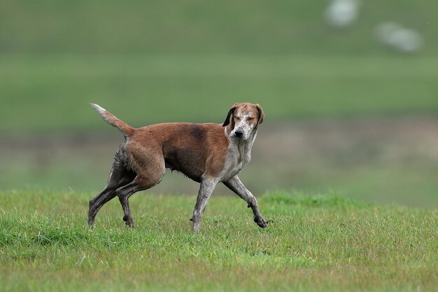 Hond die op het gras loopt.