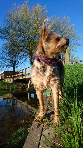 Foto hond die op het gras staat