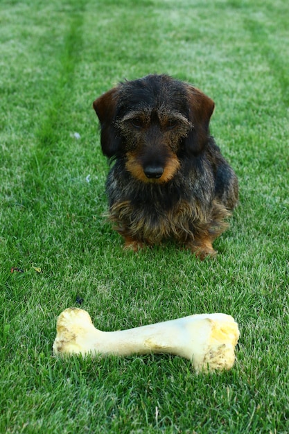 Foto hond die op het gras zit.