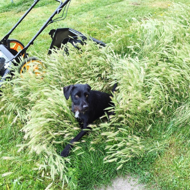 Foto hond die op het grasveld staat