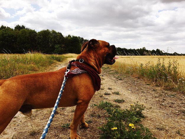 Hond die op het land staat tegen een bewolkte lucht