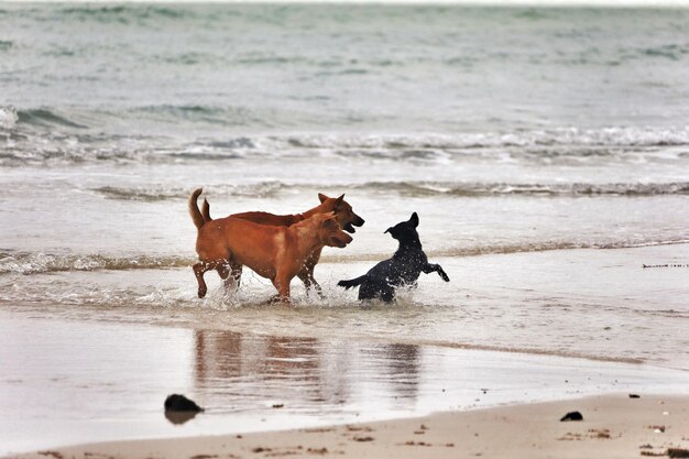 Foto hond die op het strand loopt.