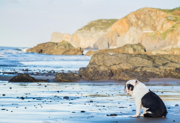 Foto hond die op het strand tegen de lucht zit