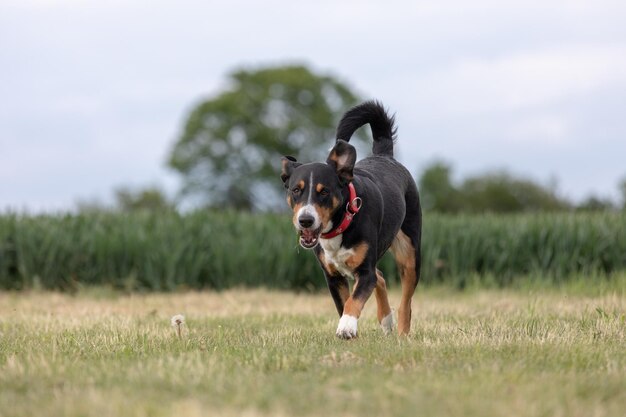 Foto hond die op het veld loopt