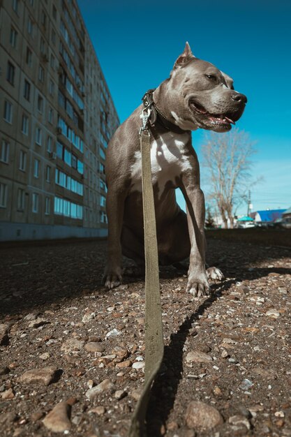 Foto hond die op het veld loopt