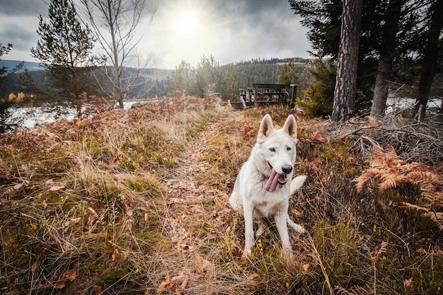 Hond die op het veld loopt