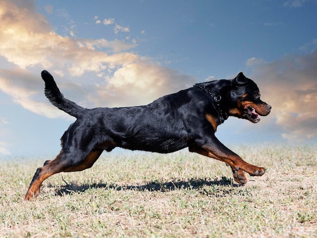 Hond die op het veld loopt