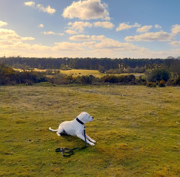 Foto hond die op het veld loopt