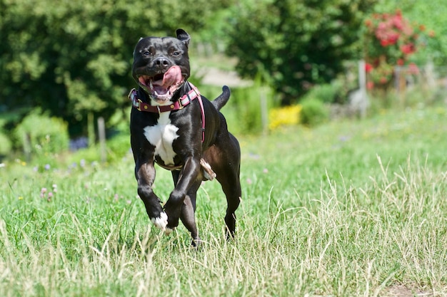 Hond die op het veld loopt