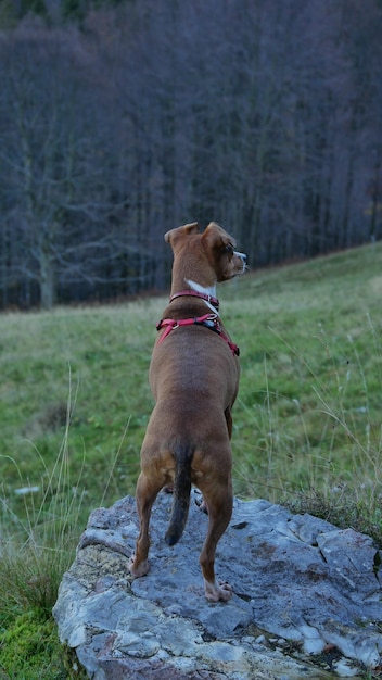 Foto hond die op het veld loopt