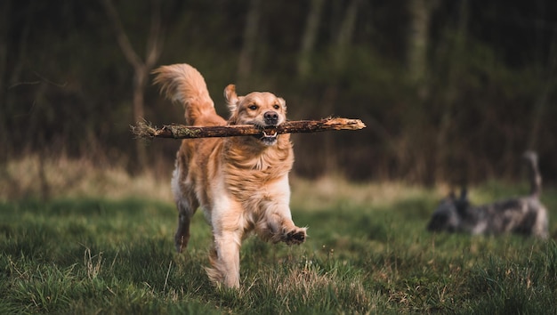 Hond die op het veld loopt