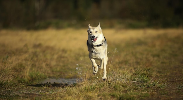 Hond die op het veld loopt