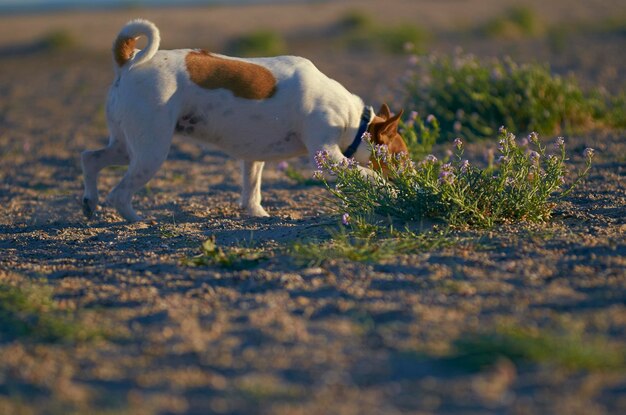 Foto hond die op het veld loopt