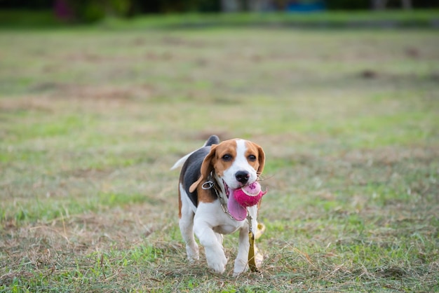 Hond die op het veld speelt