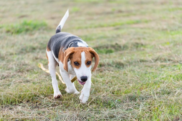 Hond die op het veld speelt