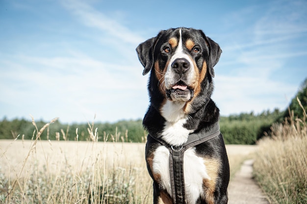 Foto hond die op het veld staat