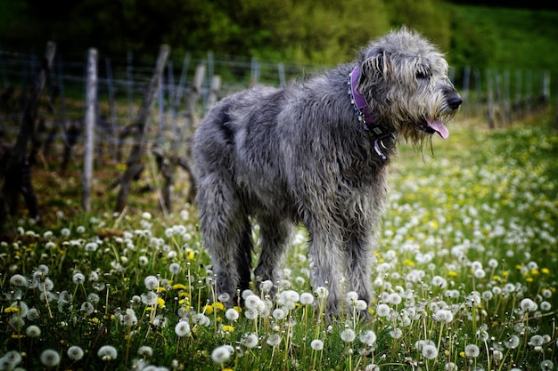 Foto hond die op het veld staat