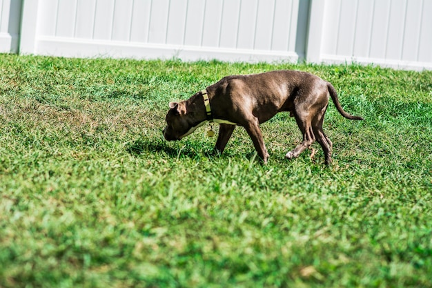 Foto hond die op het veld staat