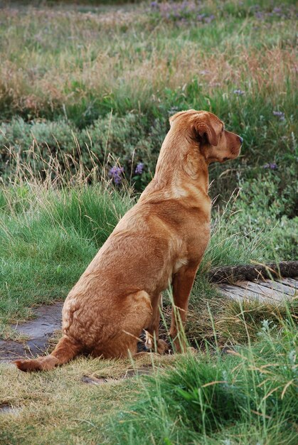 Foto hond die op het veld zit