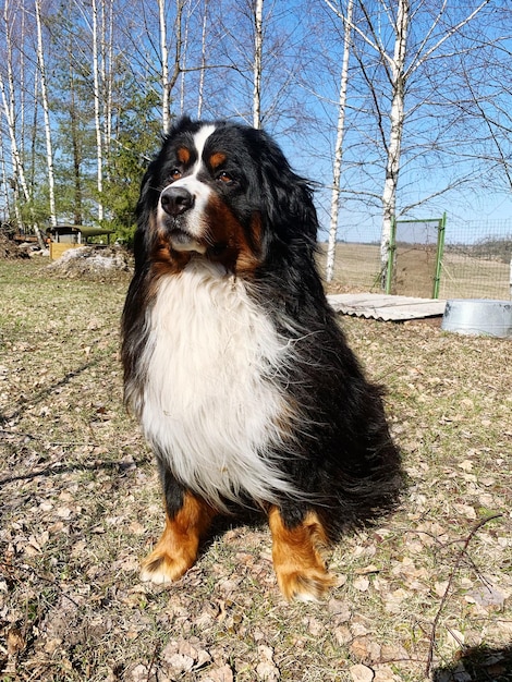 Foto hond die op het veld zit