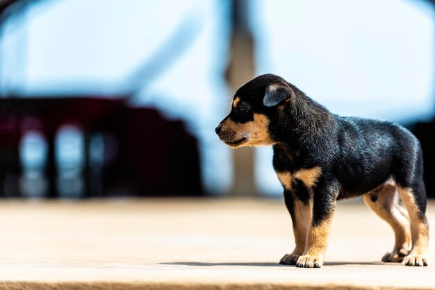 Foto hond die op het voetpad loopt