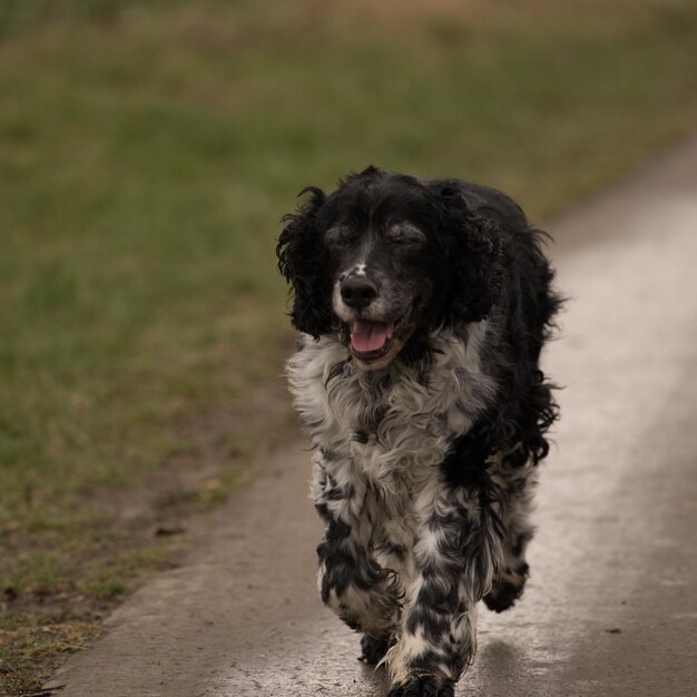 Hond die op het voetpad loopt