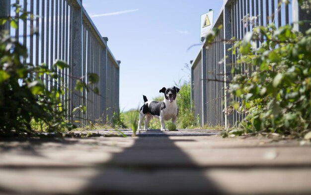 Hond die op het voetpad tegen de lucht staat