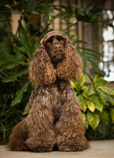 Foto hond die op het voetpad zit