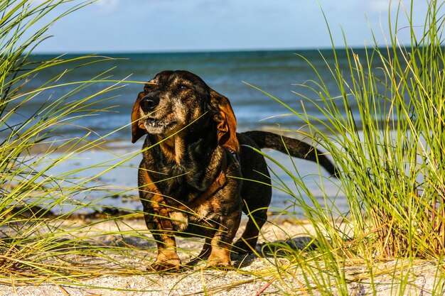 Foto hond die op het zand op het strand staat