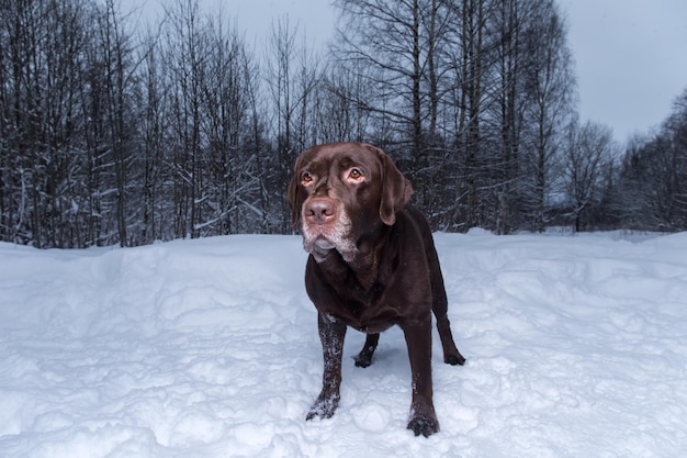 Hond die op sneeuw bedekt land staat