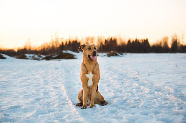 Hond die op sneeuw bedekt land staat
