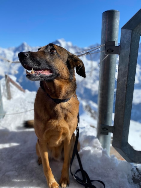 Foto hond die op sneeuw staat