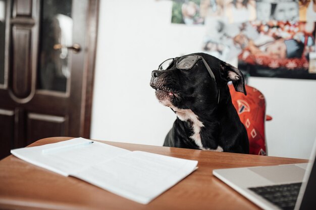 Foto hond die op tafel zit