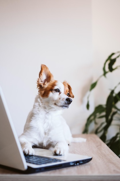 Hond die op tafel zit