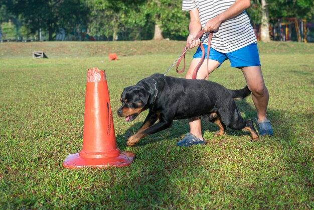 Hond die opwinding en agressie toont