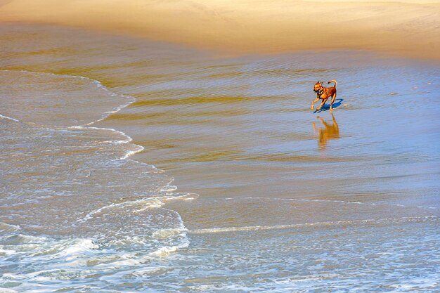 Hond die over het zand loopt bij het water op het strand