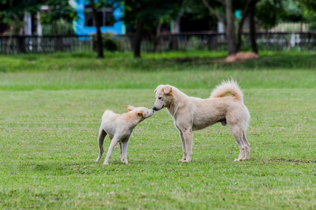 Hond die rond op een groen gazon loopt.